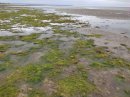 Littoral végétal